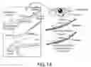 Fig. 02 - ABCB5(+) stem cells for treating ocular disease