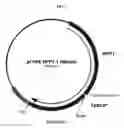 Fig. 22 - Compositions for treating pathological calcification conditions, and methods using same
