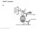Fig. 28 - Compositions and methods for adjoining type I and type II extracellular domains as heterologous chimeric proteins