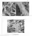 Fig. 02 - Hierarchically Structured and Multifunctional Nanofibrous Composite Structure for Soft-Tissue Engineering Applications