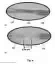 Fig. 08 - Electrodialytic capillary suppressor for suppressed conductometric ion chromatography
