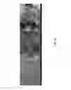Fig. 09 - SILICA NANOSTRUCTURES, LARGE-SCALE FABRICATION METHODS, AND APPLICATIONS THEREOF