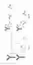 Fig. 33 - Rapid and efficient bioorthogonal ligation reaction and boron-containing heterocycles useful in conjunction therewith