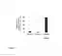 Fig. 09 - Isolation of nucleosomes having multiple-modified histone protein octamers