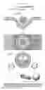 Fig. 01 - ENZYMATICALLY-CLEAVABLE PEPTIDE AMPHIPHILES