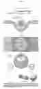 Fig. 02 - ENZYMATICALLY-CLEAVABLE PEPTIDE AMPHIPHILES