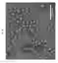 Fig. 09 - ENZYMATICALLY-CLEAVABLE PEPTIDE AMPHIPHILES