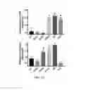Fig. 05 - I domain chimeric antigen receptor specific to ICAM-1