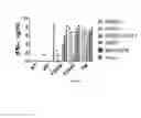 Fig. 08 - I domain chimeric antigen receptor specific to ICAM-1