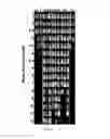 Fig. 09 - I domain chimeric antigen receptor specific to ICAM-1
