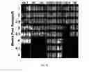 Fig. 10 - I domain chimeric antigen receptor specific to ICAM-1