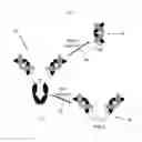 Fig. 07 - Increasing the half-life of a full-length or a functional fragment of variant anti-human TNF-alpha antibody