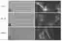 Fig. 04 - COMPOSITIONS AND METHODS FOR REGULATING SAS1R