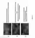Fig. 34 - Epidermal growth factor receptor targeted/immunomodulatory fusion proteins and methods of use for them