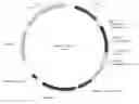 Fig. 01 - Cell line overexpressing human CD303 antigen