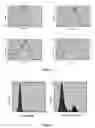 Fig. 04 - Cell line overexpressing human CD303 antigen