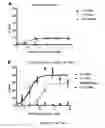 Fig. 10 - Cell line overexpressing human CD303 antigen