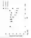 Fig. 20 - COMBINATION THERAPIES COMPRISING ANTI-ERBB3 AGENTS