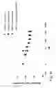 Fig. 22 - COMBINATION THERAPIES COMPRISING ANTI-ERBB3 AGENTS