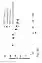 Fig. 23 - COMBINATION THERAPIES COMPRISING ANTI-ERBB3 AGENTS