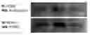 Fig. 01 - ACETYLATED PCSK9