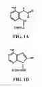 Fig. 02 - Methods using antibodies specific for 4,6-diamino-5-(formamido)pyrimidine