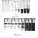 Fig. 07 - Colorimetric hydrogel based nanosensor for detection of therapeutic levels of ionizing radiation