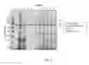 Fig. 07 - METHODS OF PURIFYING ADENO-ASSOCIATED VIRUS (AAV) AND/OR RECOMBINANT ADENO-ASSOCIATED VIRUS (rAAV) AND GRADIENTS AND FLOW-THROUGH BUFFERS THEREFORE