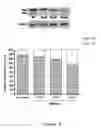 Fig. 08 - RNA interference mediated therapy for neurodegenerative diseases