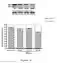 Fig. 09 - RNA interference mediated therapy for neurodegenerative diseases