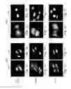Fig. 02 - NUCLEAR TARGETING SEQUENCES