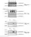 Fig. 06 - NUCLEAR TARGETING SEQUENCES