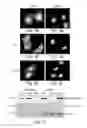 Fig. 08 - NUCLEAR TARGETING SEQUENCES