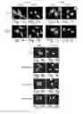 Fig. 09 - NUCLEAR TARGETING SEQUENCES