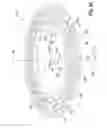 Fig. 06 - Incident-light illumination for a variable working distance
