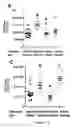 Fig. 41 - Compositions and Methods for Identifying and Modulating Metabolic Health