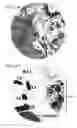 Fig. 72 - Method for treating a cancer patient based on atomic therapeutic indexes and non-radiation therapy