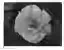 Fig. 01 - Rosa plant named 'ChewGewest'
