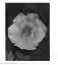 Fig. 04 - Rosa plant named 'ChewGewest'