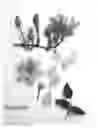 Fig. 02 - Clematis Plant Named 'Evipo100'