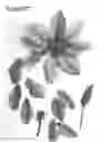 Fig. 01 - plant named ‘Evipo077’