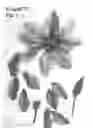 Fig. 02 - plant named ‘Evipo077’