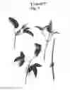 Fig. 04 - plant named ‘Evipo077’