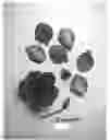 Fig. 01 - plant named ‘Evipo076’