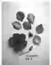Fig. 02 - plant named ‘Evipo076’