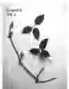 Fig. 03 - plant named ‘Evipo076’