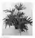 Fig. 01 - Philodendron plant named 'PHM1'