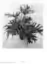 Fig. 02 - Philodendron plant named 'PHM1'