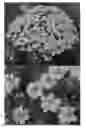Fig. 01 - plant named ‘SUNBIDEVB 1’