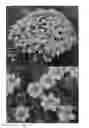 Fig. 02 - plant named ‘SUNBIDEVB 1’
